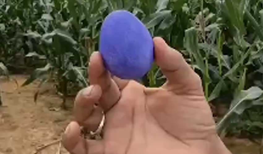 Hen lays rare blue egg in Karnataka; baffles experts (Courtesy: File) Hen lays rare blue egg in Karnataka; baffles experts (Courtesy: File)