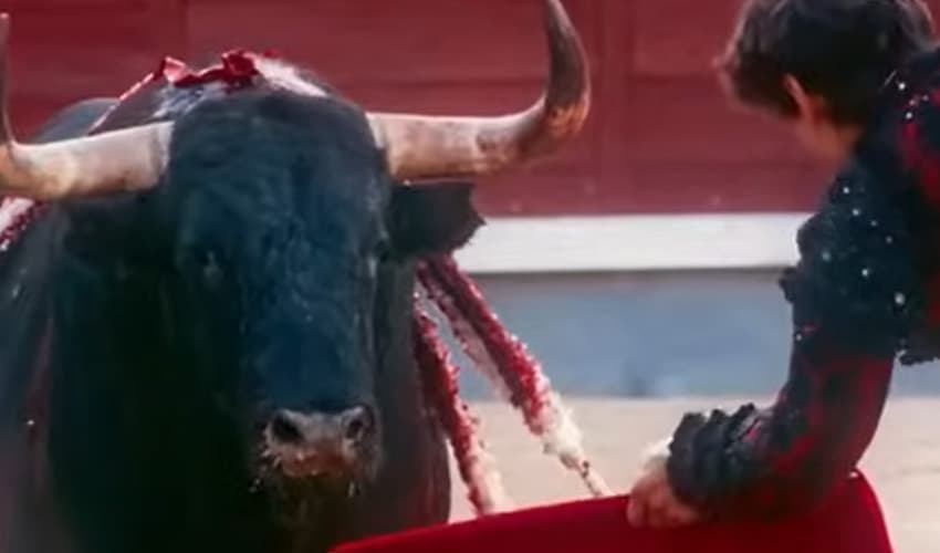 Documentary about bullfighting receives Golden Shell amid protests by animal rights groups – File Documentary about bullfighting receives Golden Shell amid protests by animal rights groups – File