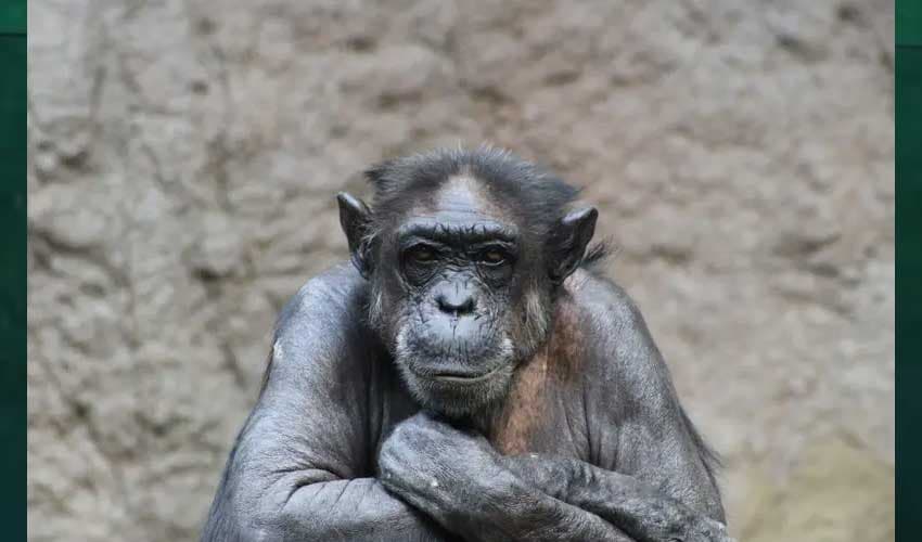 Unbelievably intelligent Japanese chimpanzee passes away (Courtesy: Online) Unbelievably intelligent Japanese chimpanzee passes away (Courtesy: Online)