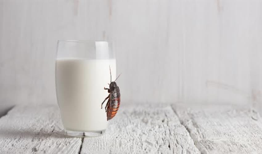 Cockroach milk can surpass cow’s milk in nutritional value: study (Courtesy: Online) Cockroach milk can surpass cow’s milk in nutritional value: study (Courtesy: Online)