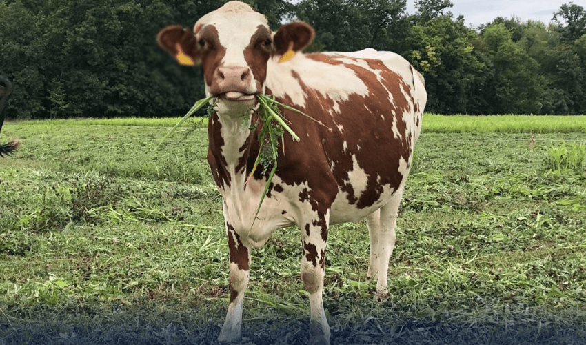 cow cow