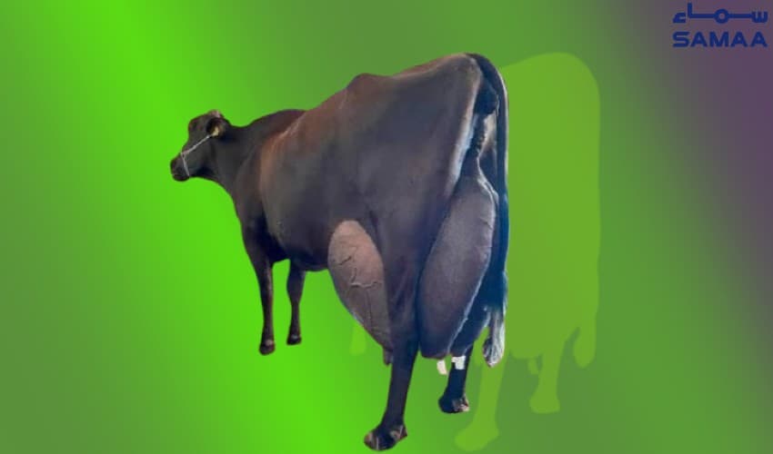 Brazilian cow sets world record with 343 litres of milk in 3 days (Courtesy: Samaa Digital - art work) Brazilian cow sets world record with 343 litres of milk in 3 days (Courtesy: Samaa Digital - art work)