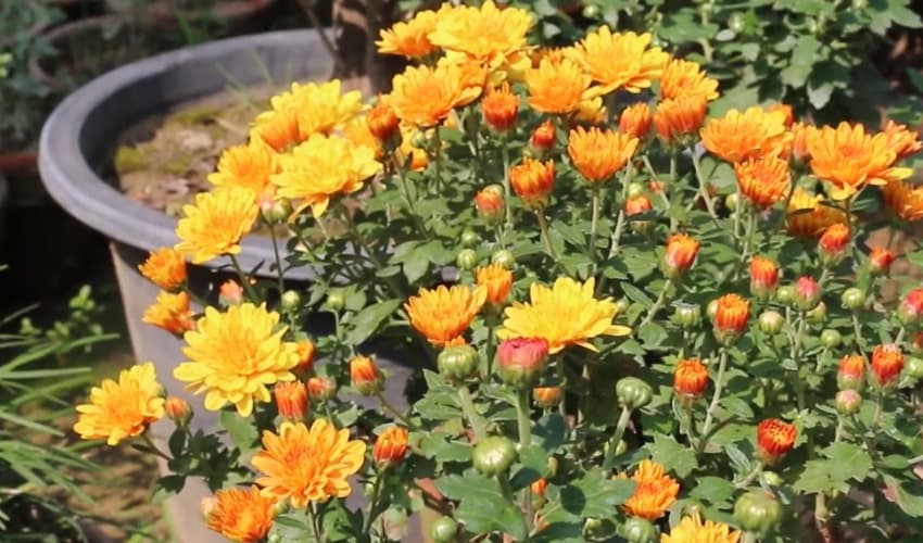 Chrysanthemum exhibition brings colours to chilly Peshawar (Courtesy: Representational Image) Chrysanthemum exhibition brings colours to chilly Peshawar (Courtesy: Representational Image)