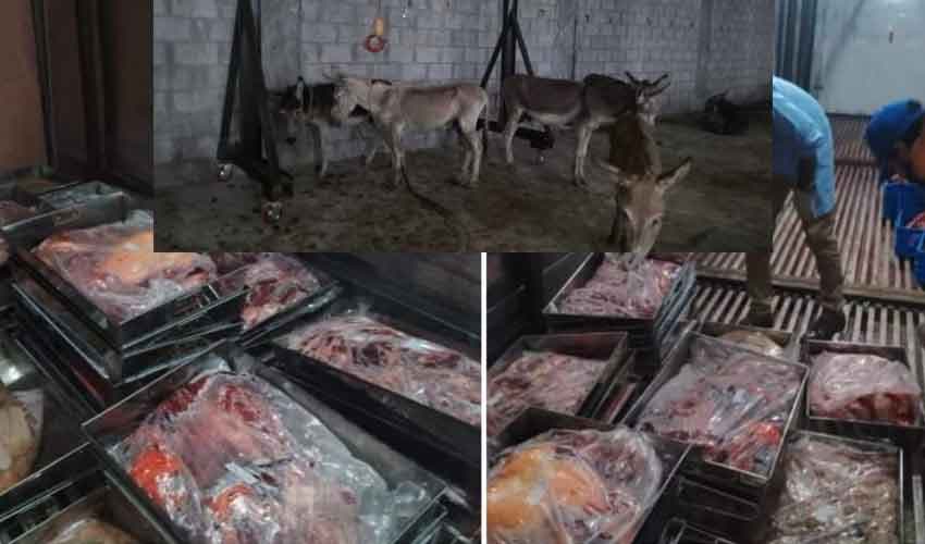 Donkey meat in Islamabad Donkey meat in Islamabad