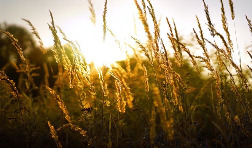 Dry August Dry August