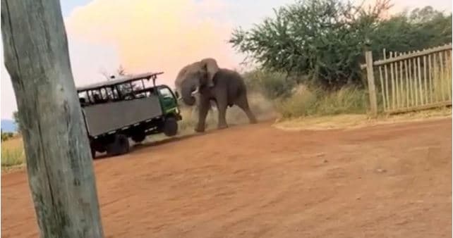 Elephant attacks safari truck Elephant attacks safari truck