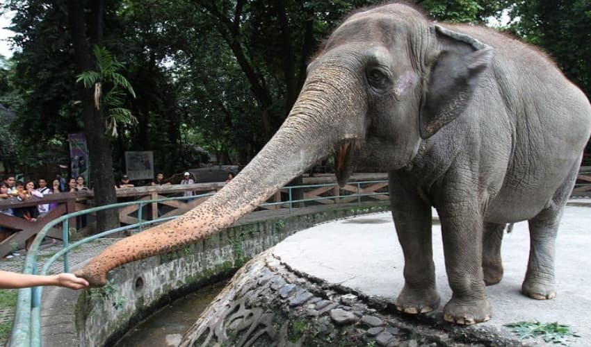 Elephant Madhubala finds new home after 15 years (Courtesy: Representational Image) Elephant Madhubala finds new home after 15 years (Courtesy: Representational Image)