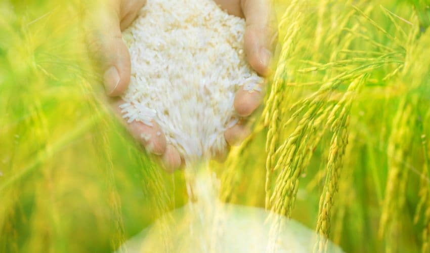 Food exports fall 30.19% in May (Courtesy: File) Food exports fall 30.19% in May (Courtesy: File)