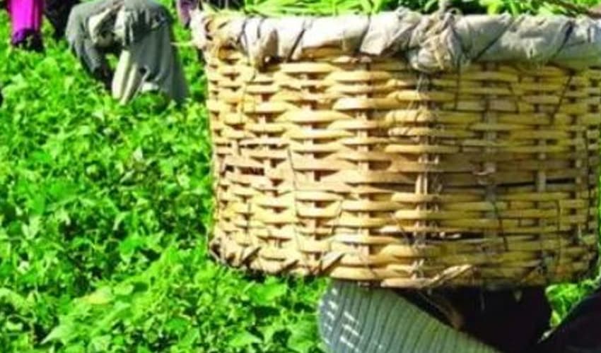 Farmer convicted for theft after heatwave ruined crops (Courtesy: File) Farmer convicted for theft after heatwave ruined crops (Courtesy: File)