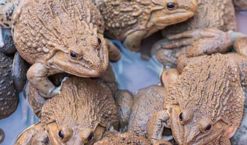Chinese woman swallows eight live frogs to relieve back pain (Courtesy: File) Chinese woman swallows eight live frogs to relieve back pain (Courtesy: File)