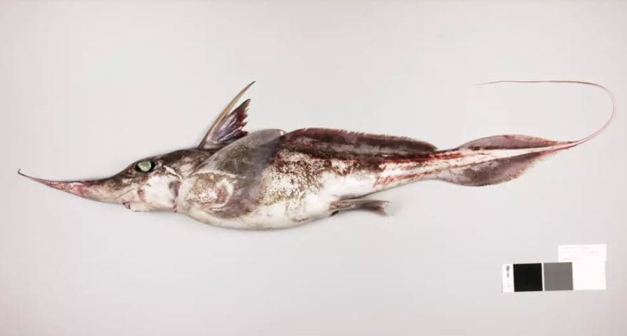 Ghost shark Ghost shark