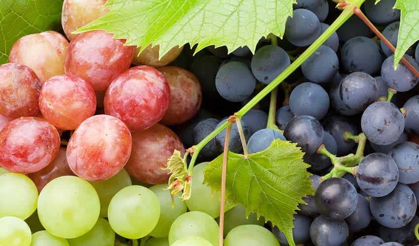 Grapes may slow ageing process: study (Courtesy: Online) Grapes may slow ageing process: study (Courtesy: Online)