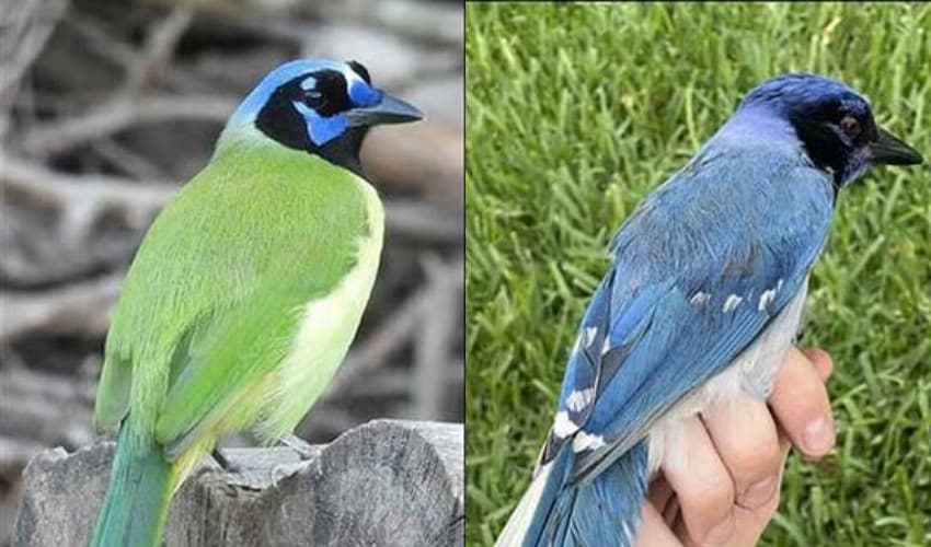 Rare hybrid bird confirmed in United States (Courtesy: Online) Rare hybrid bird confirmed in United States (Courtesy: Online)