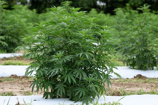 Iranian weed smuggling group arrested in Lahore (Courtesy: Online) Iranian weed smuggling group arrested in Lahore (Courtesy: Online)