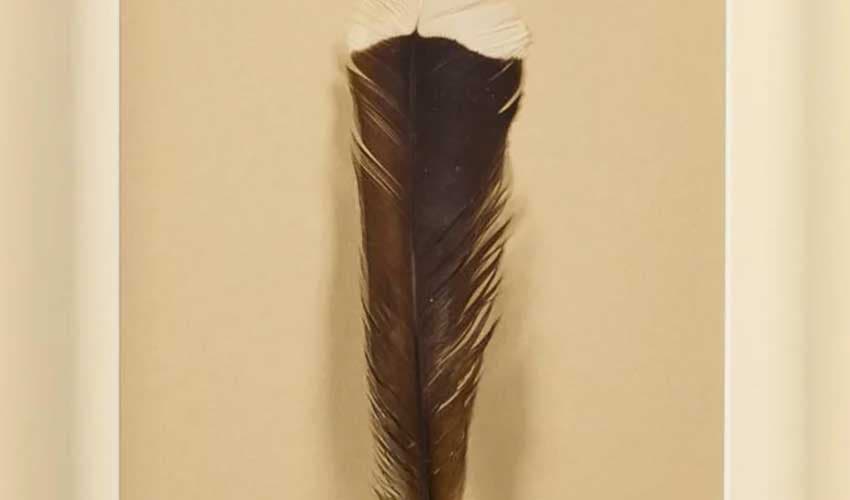 Rare Huia bird feather sells for over NZ$46,000 (Courtesy: File) Rare Huia bird feather sells for over NZ$46,000 (Courtesy: File)