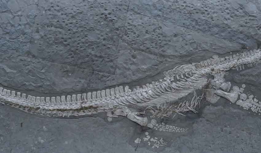 Jurassic-era sea creature discovered in Germany (Courtesy: Online) Jurassic-era sea creature discovered in Germany (Courtesy: Online)