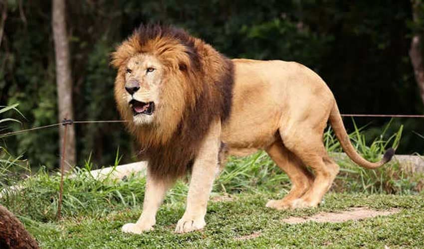 Lion kills tourist at luxury lodge in remote Namibia (Courtesy: Online) Lion kills tourist at luxury lodge in remote Namibia (Courtesy: Online)