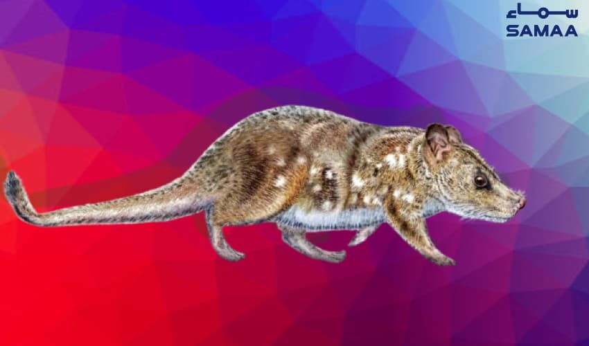 Fossil of tiny prehistoric mammal found in Chilean Patagonia (Courtesy: Samaa Digital - art work) Fossil of tiny prehistoric mammal found in Chilean Patagonia (Courtesy: Samaa Digital - art work)