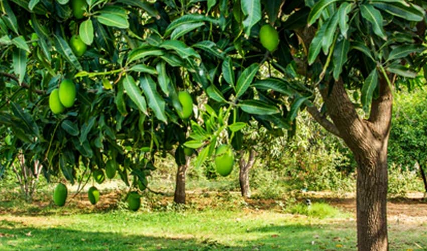 Chill, frost damage mango plants in Multan (Courtesy: File) Chill, frost damage mango plants in Multan (Courtesy: File)