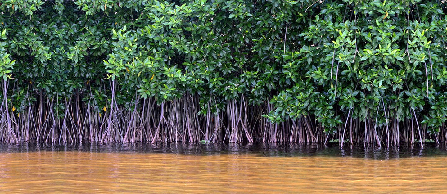 Mangrove Forest Mangrove Forest