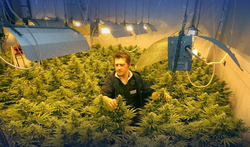 Marijauna Marijauna