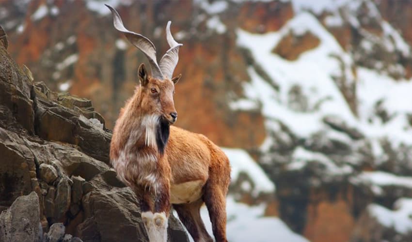markhor-hunting markhor-hunting