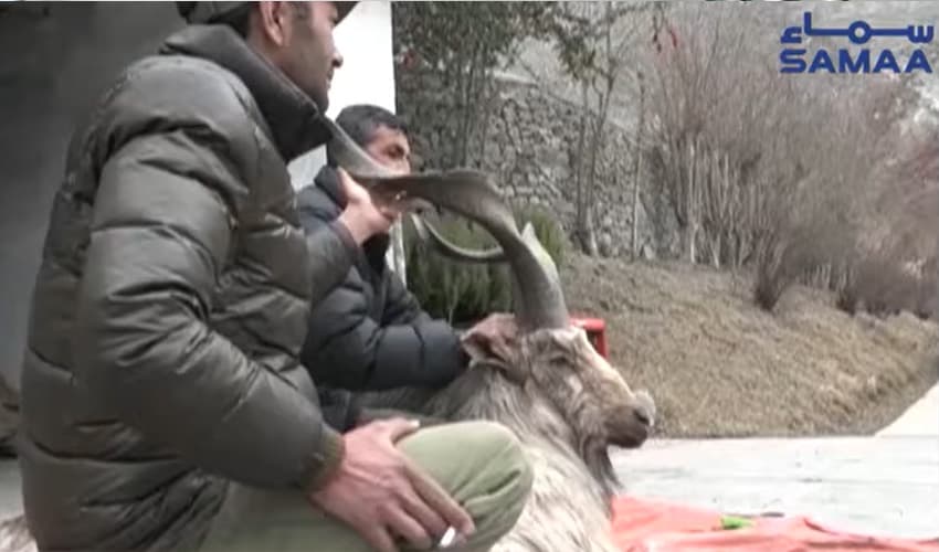 markhor markhor