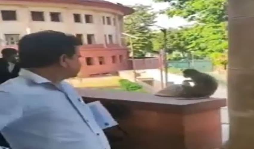 Monkeys steal show at India's Supreme Court in hilarious corridor caper Monkeys steal show at India's Supreme Court in hilarious corridor caper