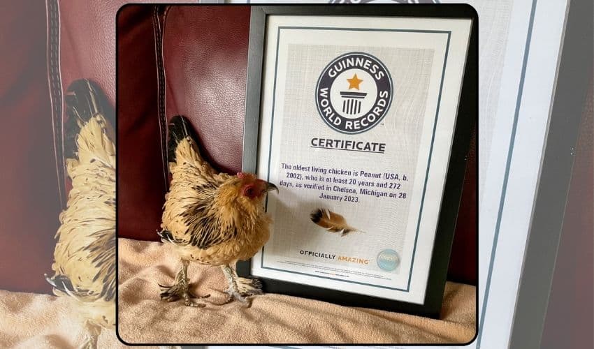 Oldest hen Oldest hen