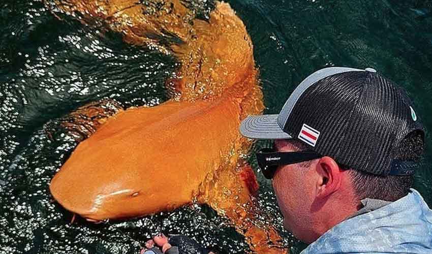 Shark with bright orange skin, white eyes discovered in Caribbean (Courtesy: Online) Shark with bright orange skin, white eyes discovered in Caribbean (Courtesy: Online)