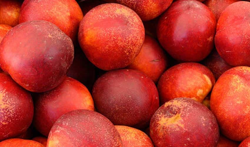 'Peaches play vital role in maintaining youthful' (Courtesy: Online) 'Peaches play vital role in maintaining youthful' (Courtesy: Online)