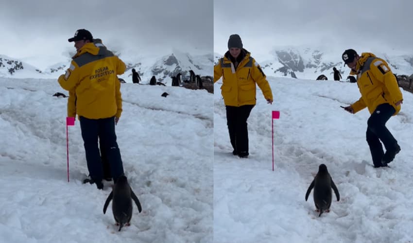 Penguin in Antarctica Penguin in Antarctica