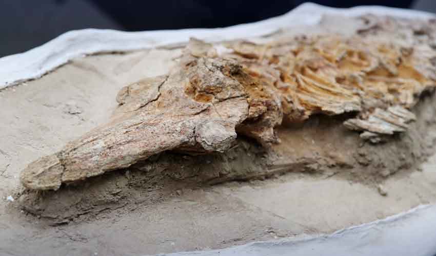 Peru dolphin-like fossil Peru dolphin-like fossil