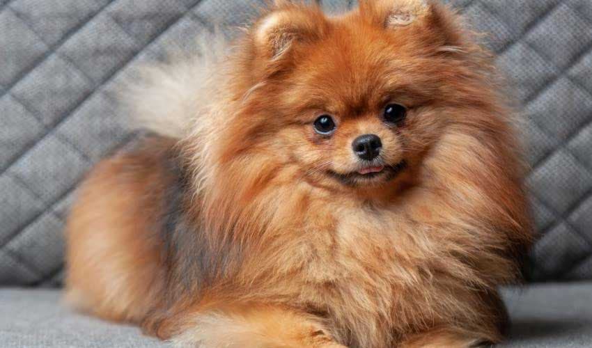 Pomeranian dog survives three-story fall (Courtesy: File) Pomeranian dog survives three-story fall (Courtesy: File)