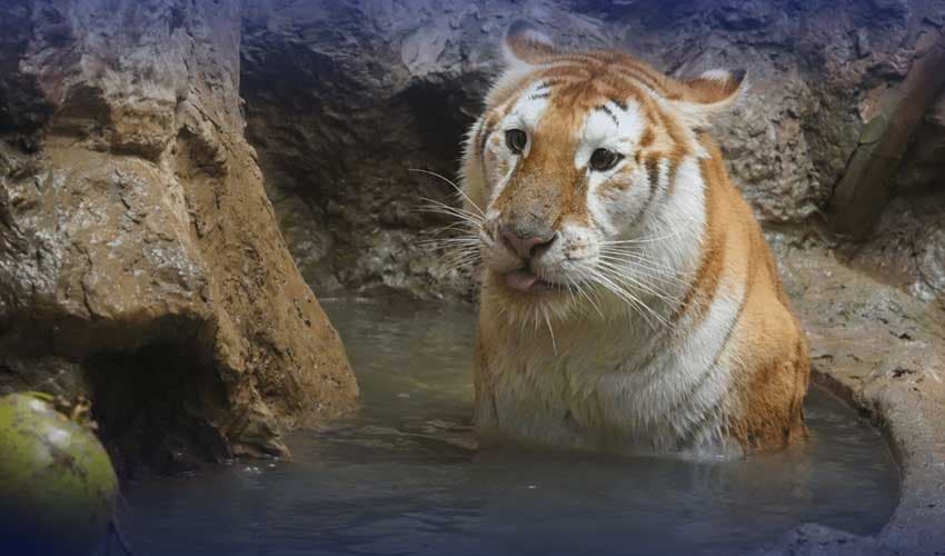 Rare golden tigresses Rare golden tigresses