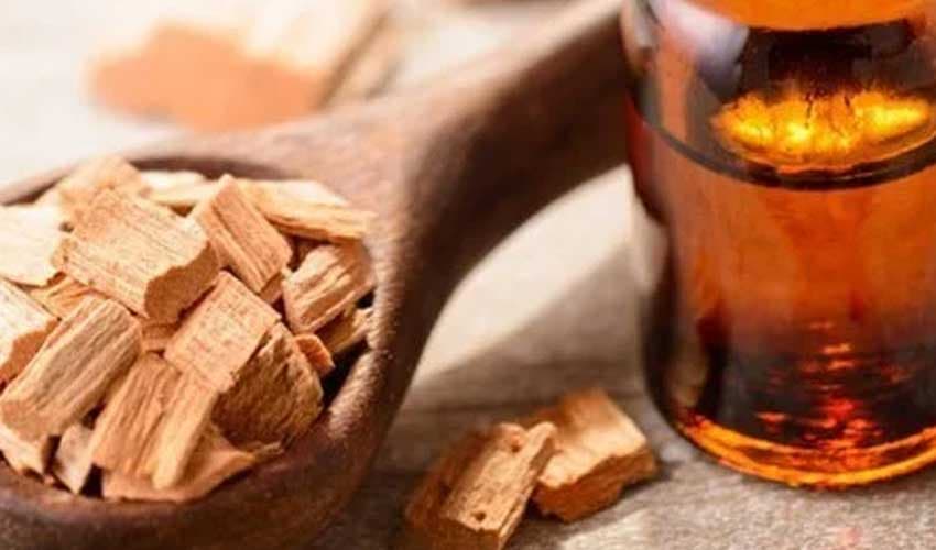 Sandalwood oil valued for health benefits (Courtesy: Online) Sandalwood oil valued for health benefits (Courtesy: Online)