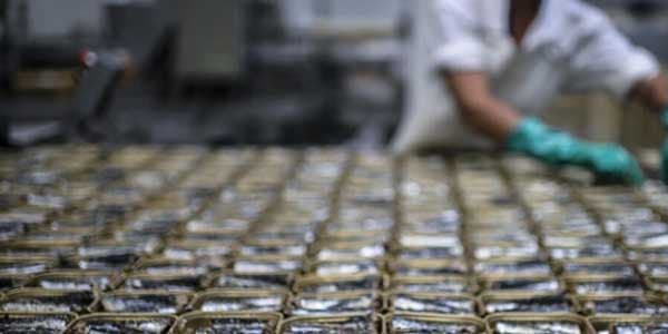 Sardines AFP Sardines AFP