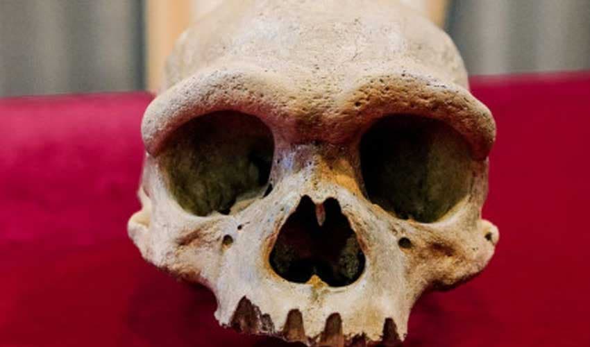 New human species with bigger brains, heads unearthed in China (Courtesy: File) New human species with bigger brains, heads unearthed in China (Courtesy: File)