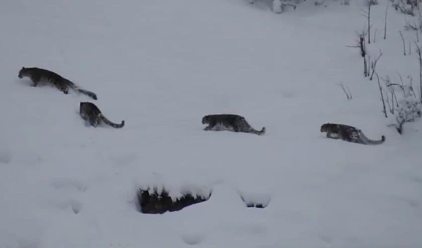Snow leopard in Gilgit Baltistan Snow leopard in Gilgit Baltistan