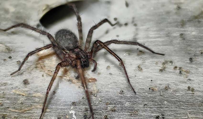 World’s largest spider web discovered in Southern Europe cave (Courtesy: File) World’s largest spider web discovered in Southern Europe cave (Courtesy: File)