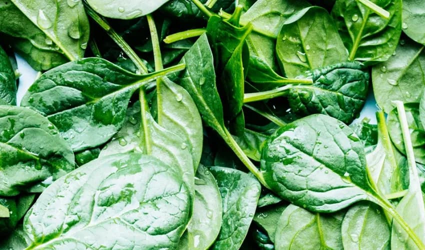 Spinach aids in boosting immunity during winters: study (Courtesy: File) Spinach aids in boosting immunity during winters: study (Courtesy: File)