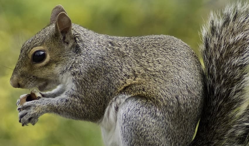 Study reveals California squirrels as ruthless predators (Courtesy: Online) Study reveals California squirrels as ruthless predators (Courtesy: Online)