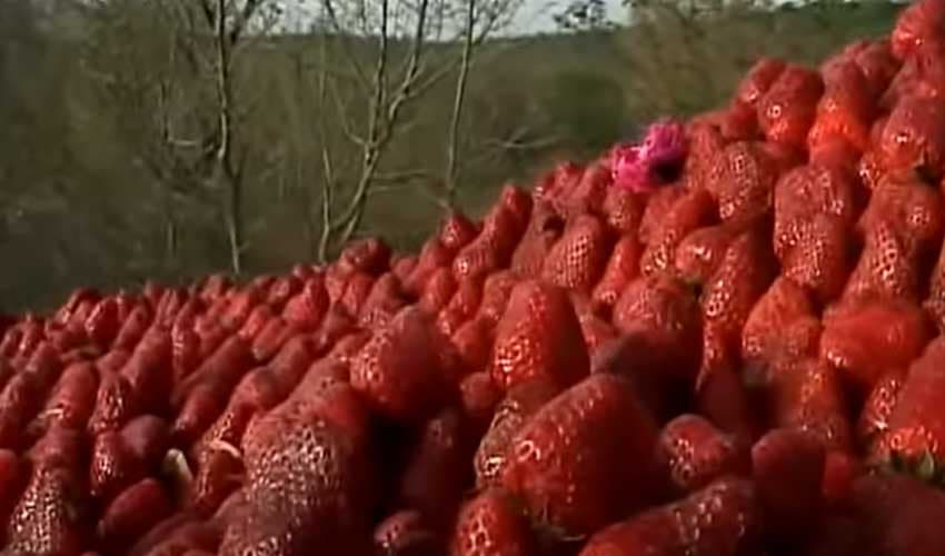 Berries are rich in antioxidants, nutrients that promote weight loss – File Berries are rich in antioxidants, nutrients that promote weight loss – File