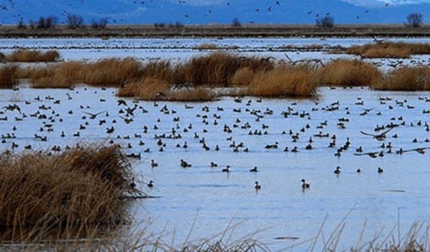 Wetlands Wetlands