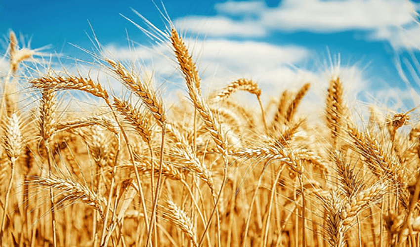 Centre plans tax, duty exemption for wheat imports (Courtesy: File) Centre plans tax, duty exemption for wheat imports (Courtesy: File)
