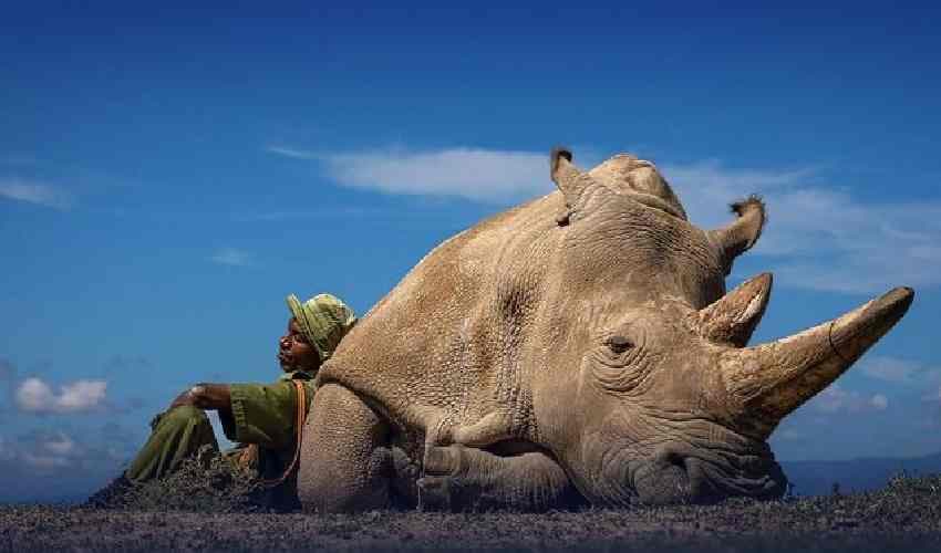 White Rhino White Rhino