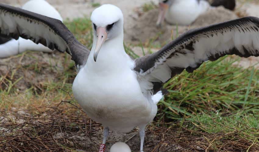 74-year-old Albatross sets record with new egg on midway atoll (Courtesy: File) 74-year-old Albatross sets record with new egg on midway atoll (Courtesy: File)