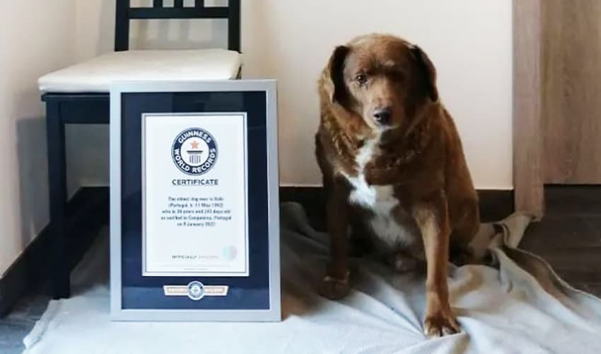 Photo credit: Guinness World Records Photo credit: Guinness World Records