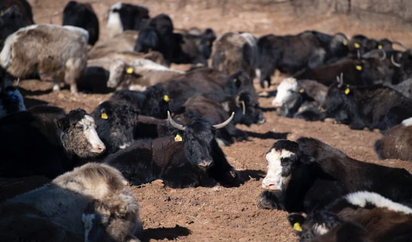 Mysterious disease wipes out over 100 yaks in Shimshal’s high pastures (Courtesy: Online) Mysterious disease wipes out over 100 yaks in Shimshal’s high pastures (Courtesy: Online)