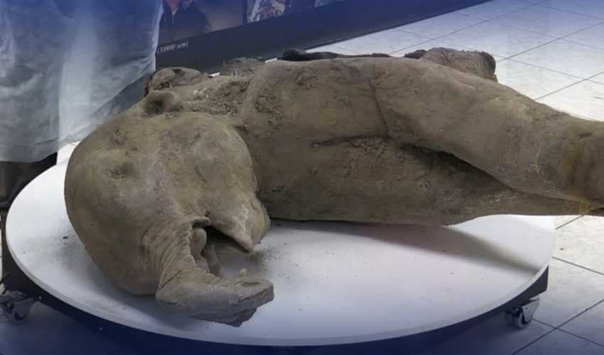 Young mammoth remains found Young mammoth remains found
